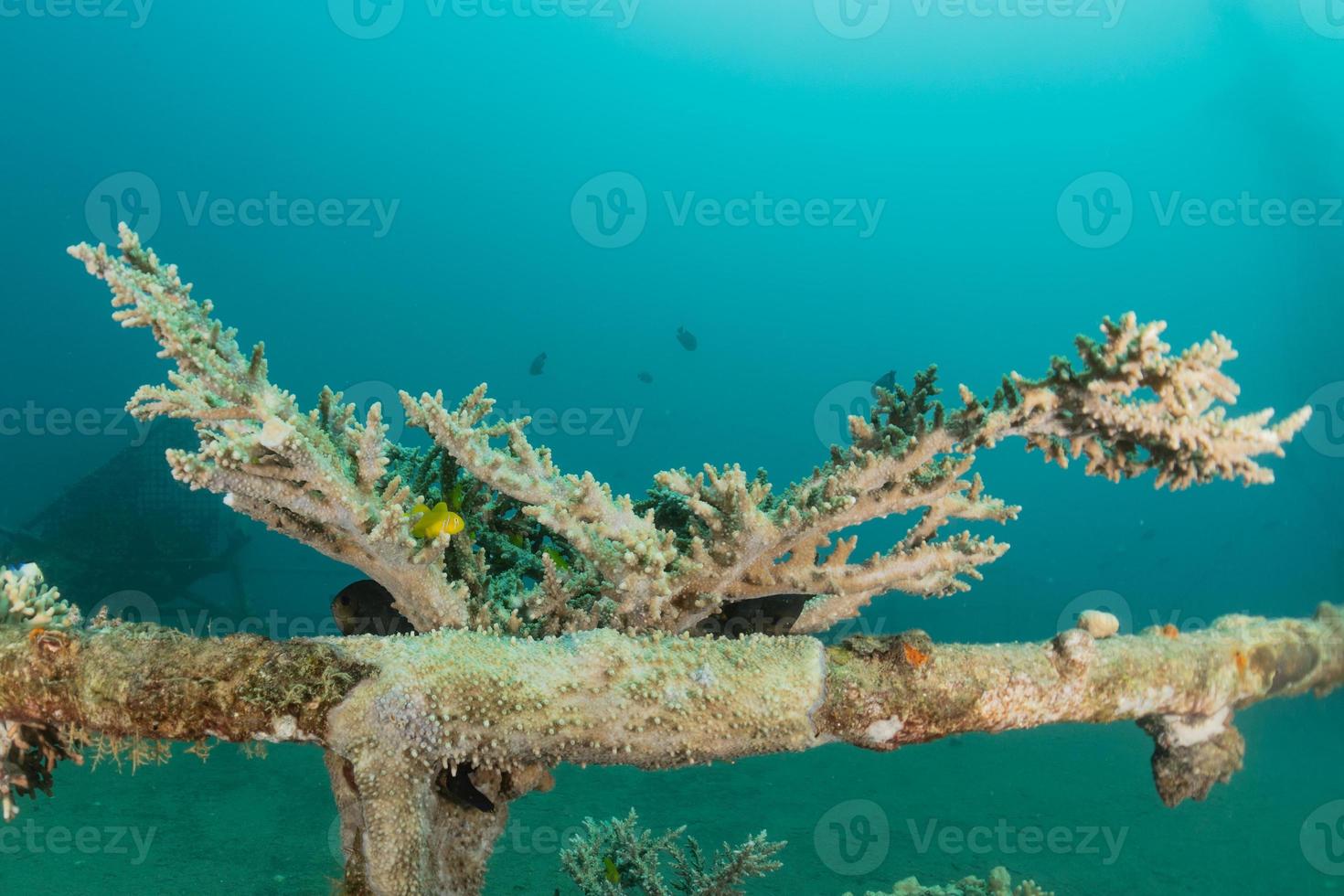 barriera corallina e piante acquatiche nel mar rosso, eilat israele foto