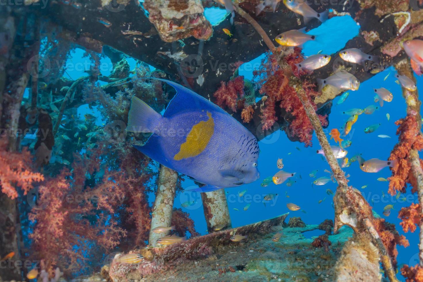 i pesci nuotano nel mar rosso, pesci colorati, eilat israele foto