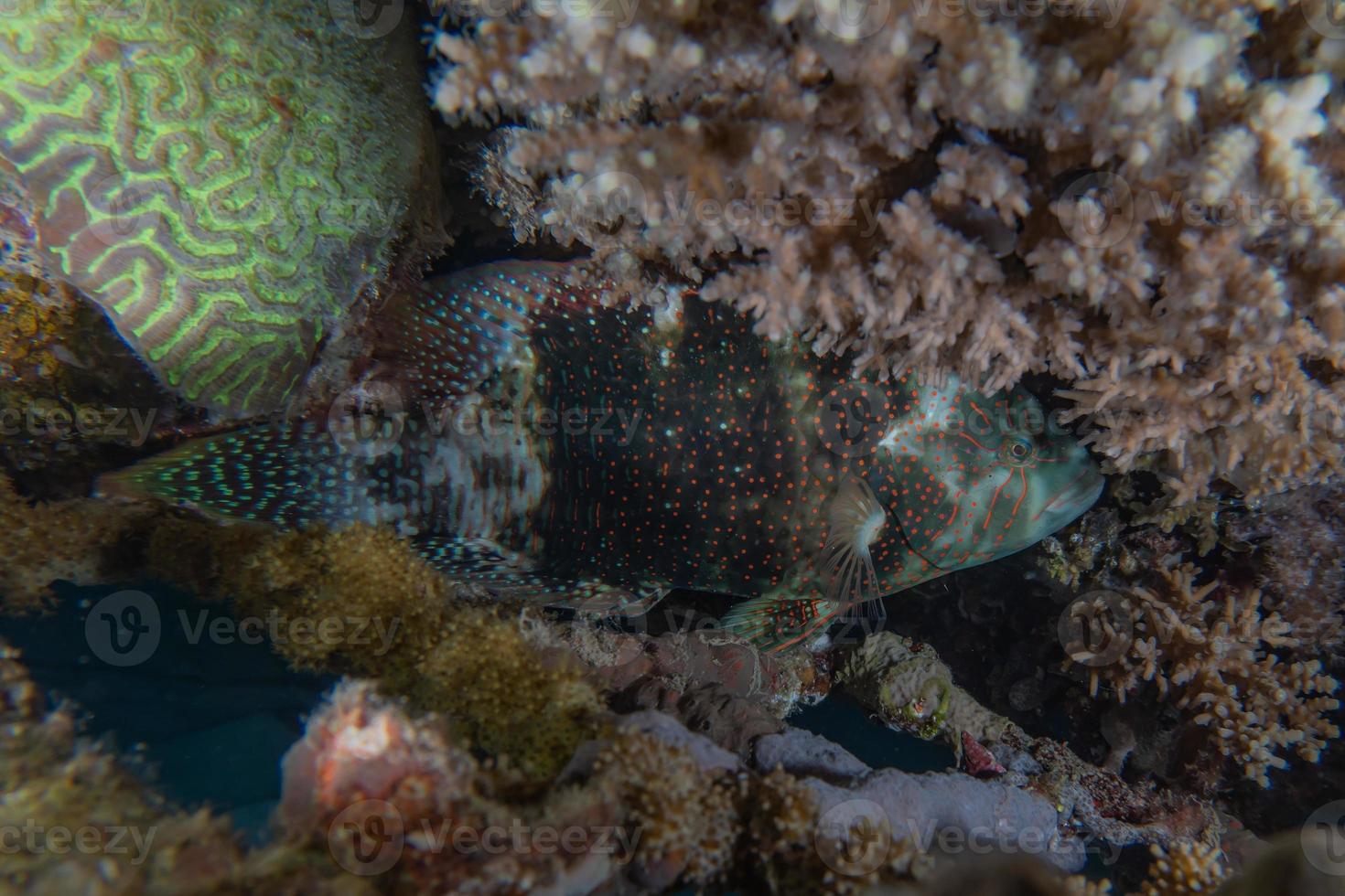 barriera corallina e piante acquatiche nel mar rosso, eilat israele foto