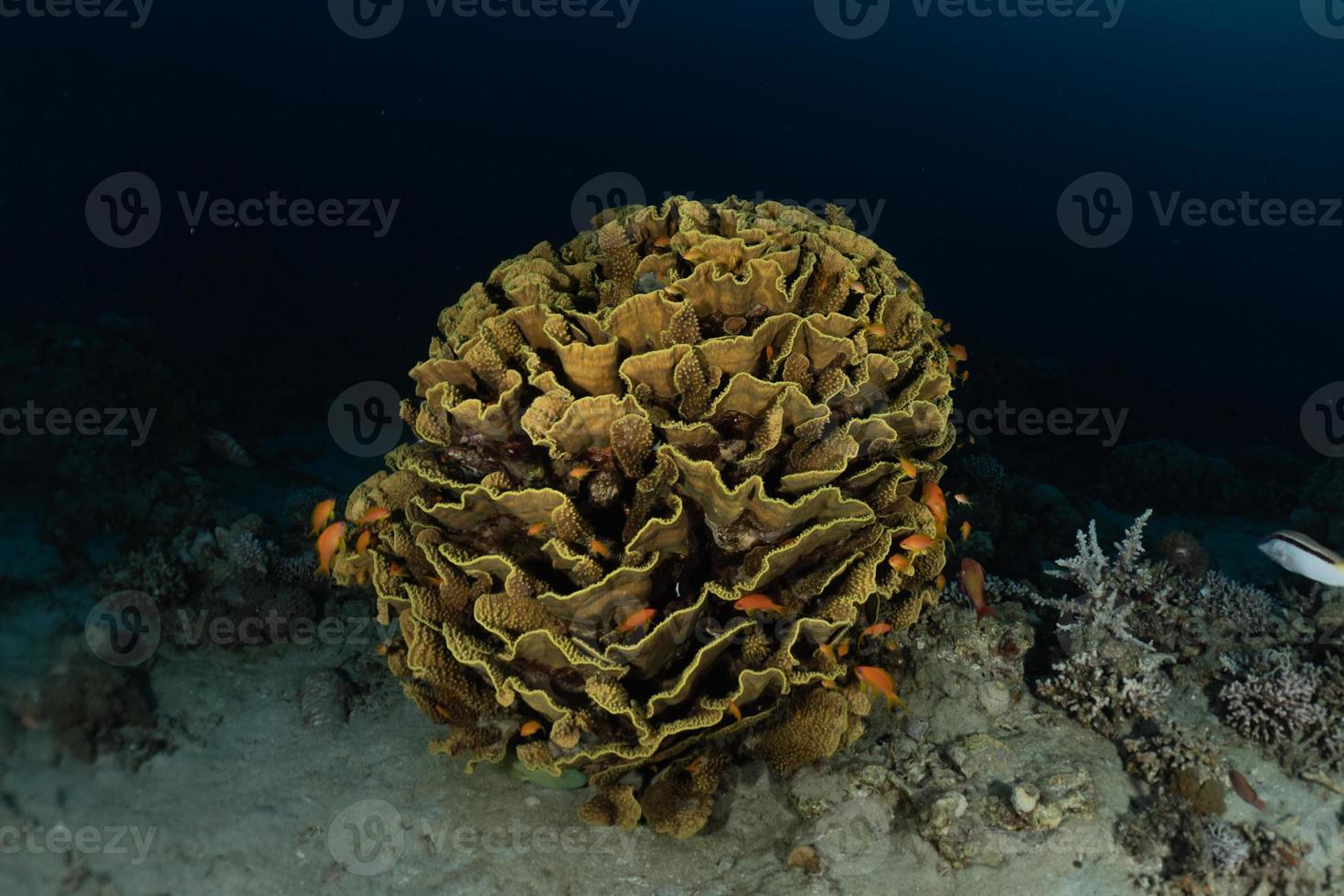 barriera corallina e piante acquatiche nel mar rosso, eilat israele foto