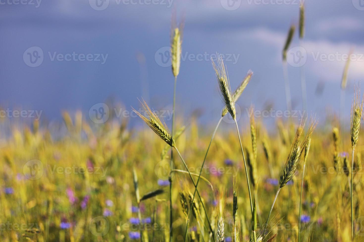 campo di grano che matura prima del raccolto in una giornata di sole foto