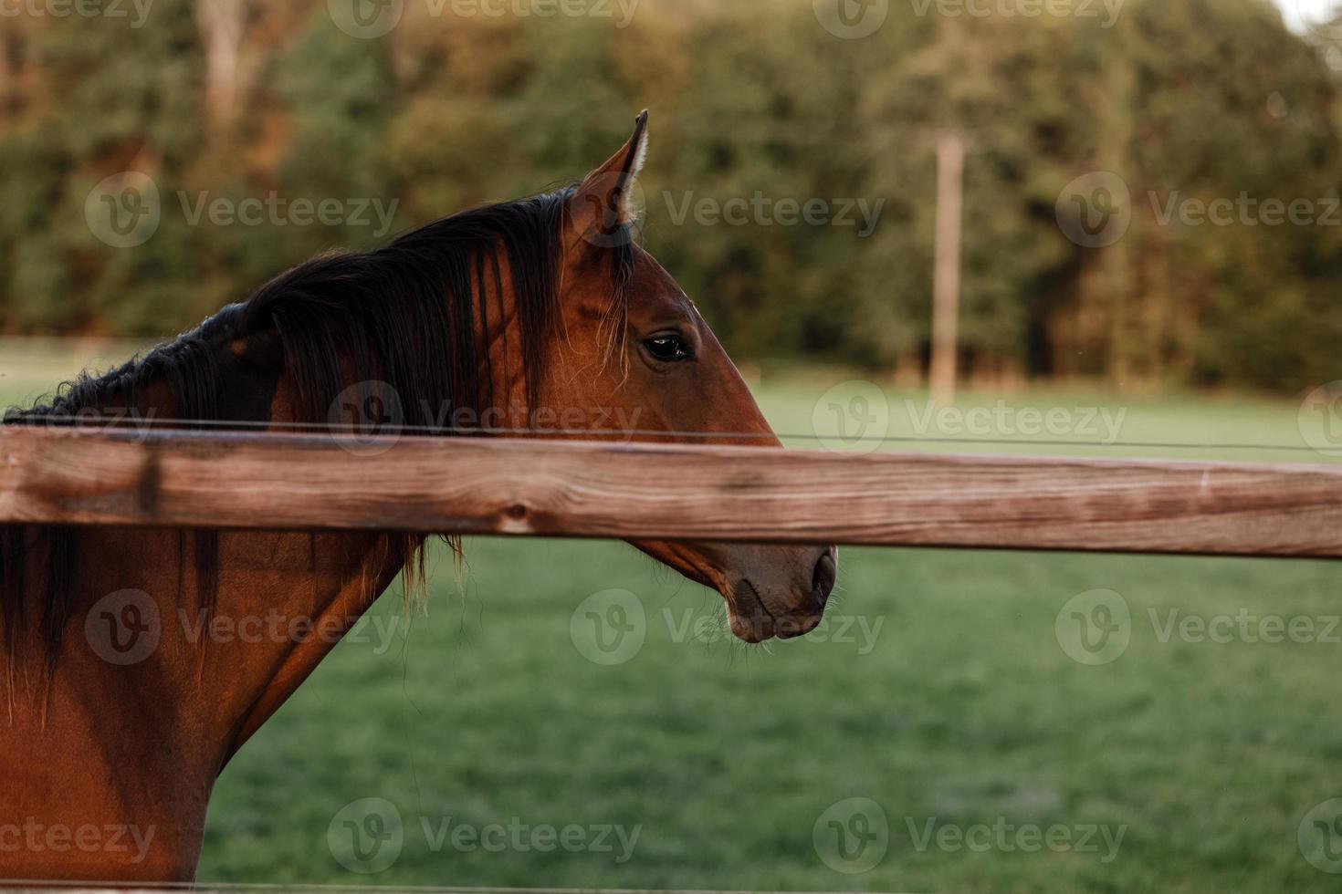 bel cavallo in una fattoria vicino a una staccionata di legno in estate foto