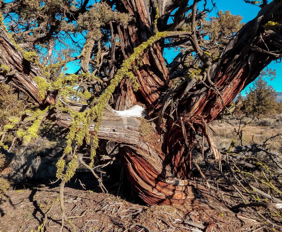 albero di ginepro aggrovigliato a est di Redmond o foto