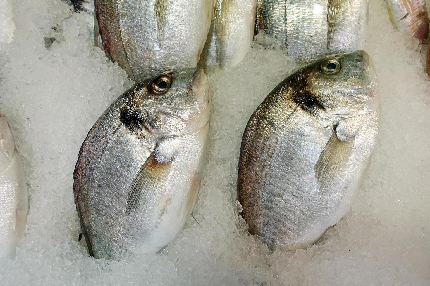 cibo per pesci in una bancarella del mercato del pesce foto