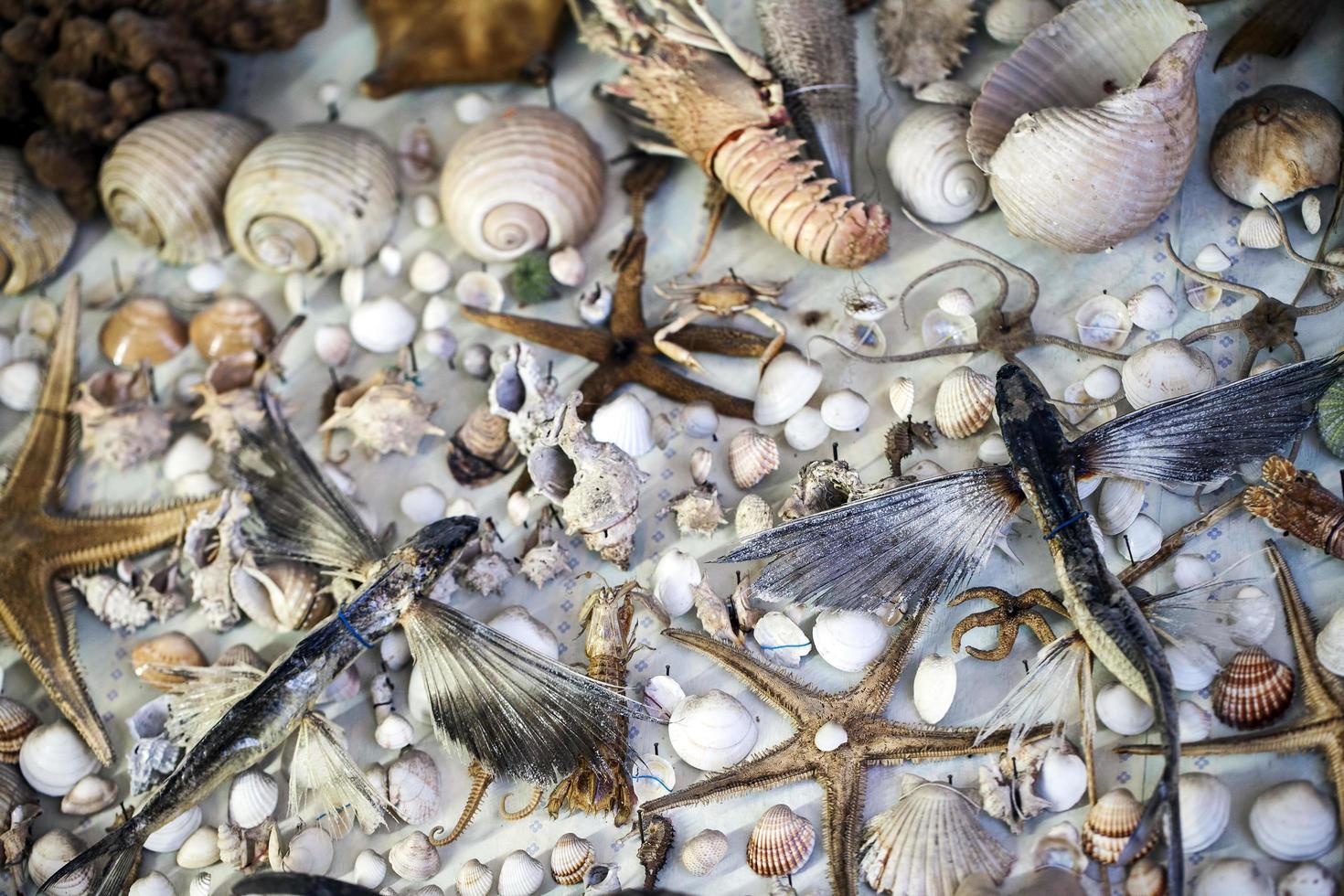 pesce essiccato animale marino e conchiglia foto