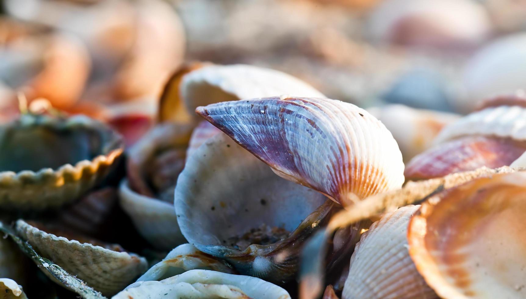 pesce essiccato animale marino e conchiglia foto