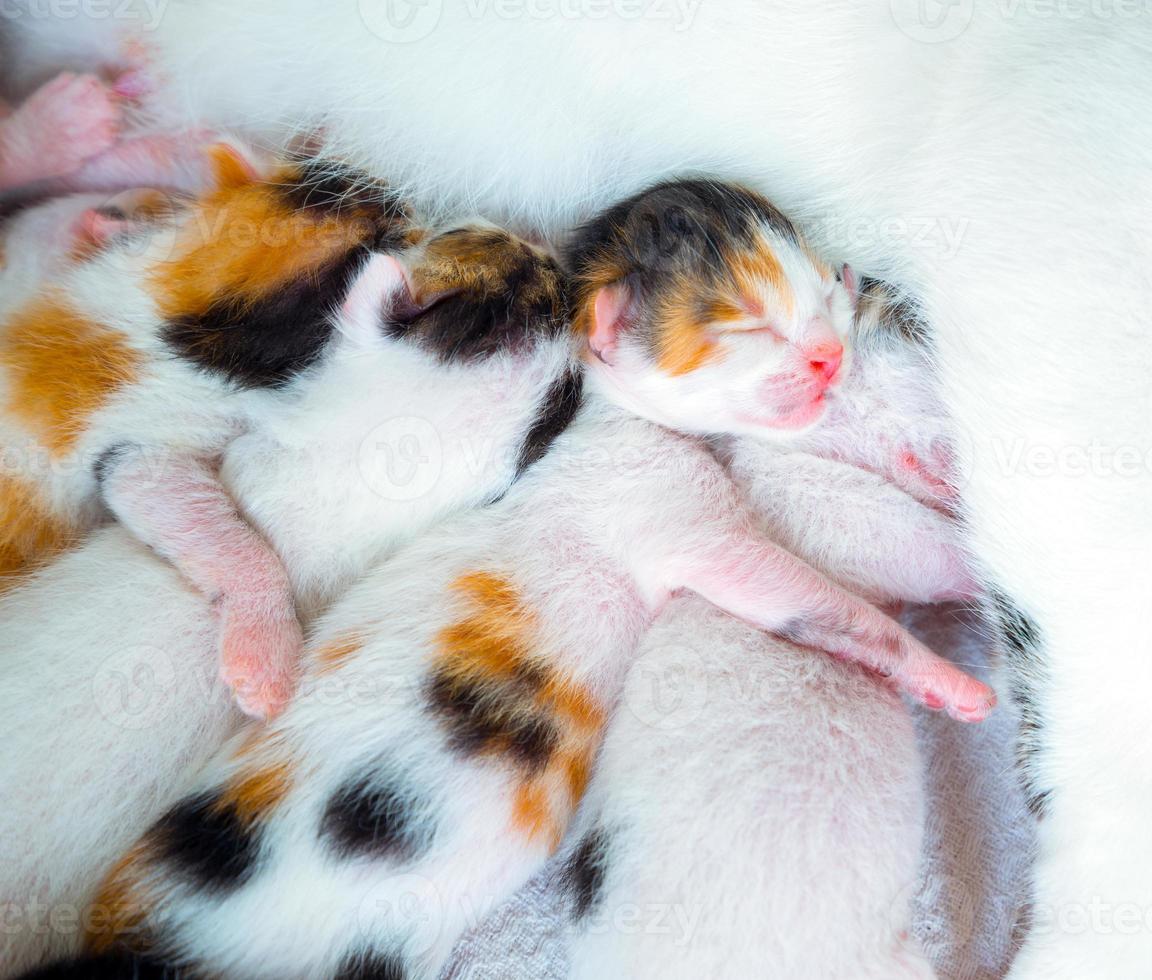 carino dolce gattino animale da compagnia foto