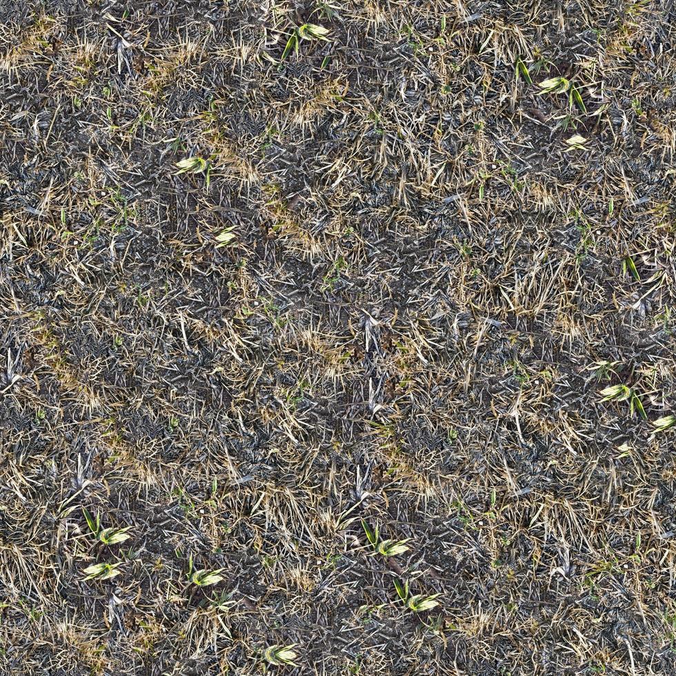 trama a terra erba verde senza soluzione di continuità foto