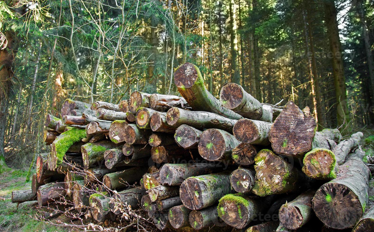 tagliare il tronco di legno nella foresta in natura foto