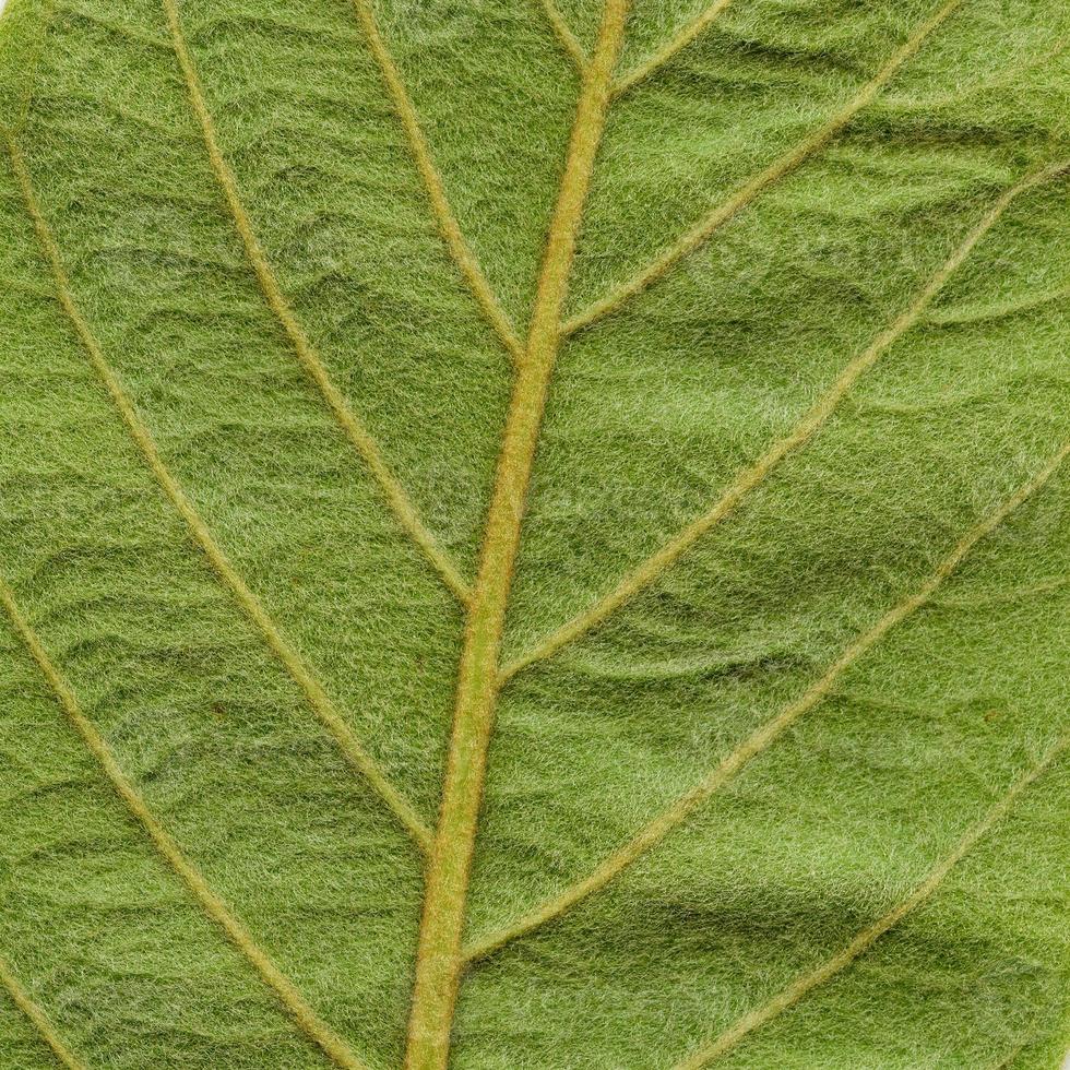 modello di foglie di piante naturali foto