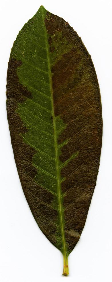 foglie di piante naturali macro foto