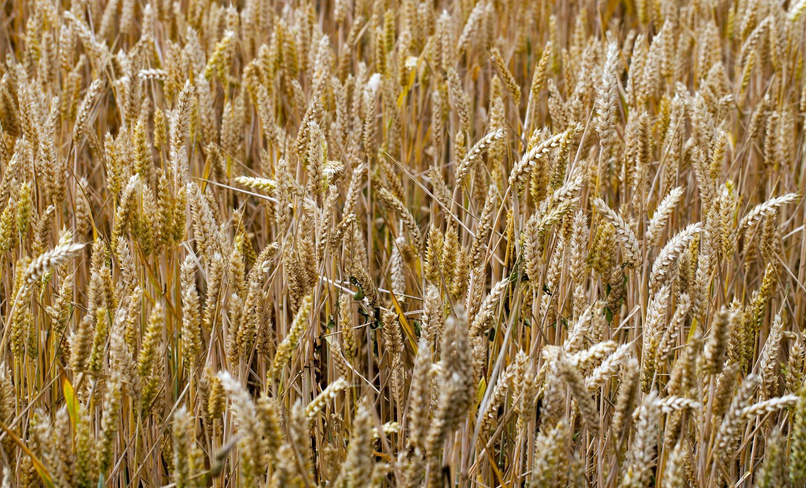 campo di punte di piante agricole in natura foto