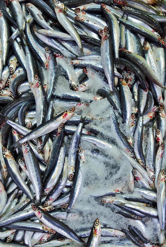 cibo per pesci in una bancarella del mercato del pesce foto