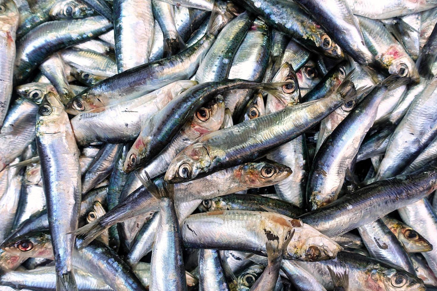 cibo per pesci in una bancarella del mercato del pesce foto