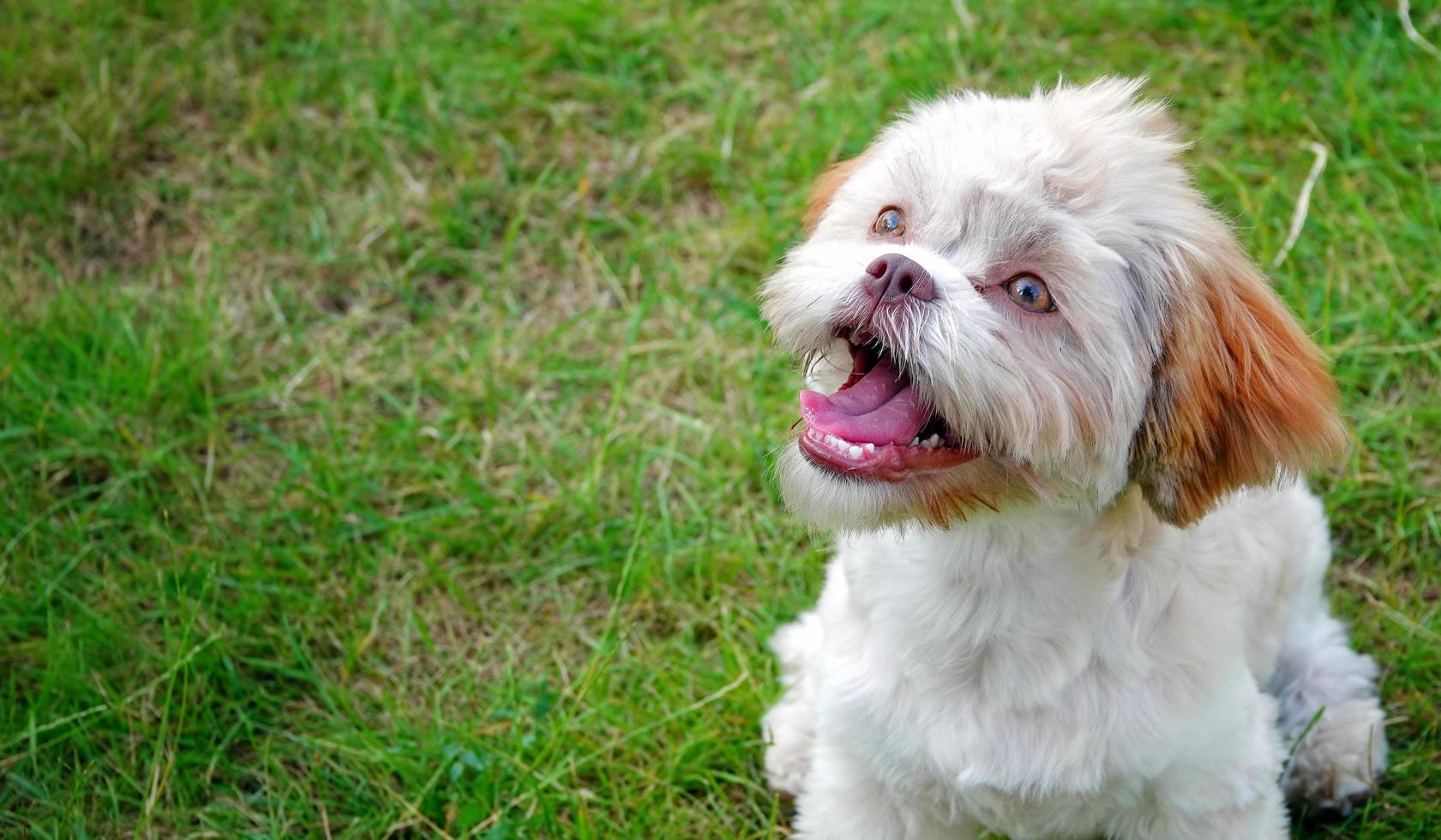 dolce cane carino sull'erba verde foto