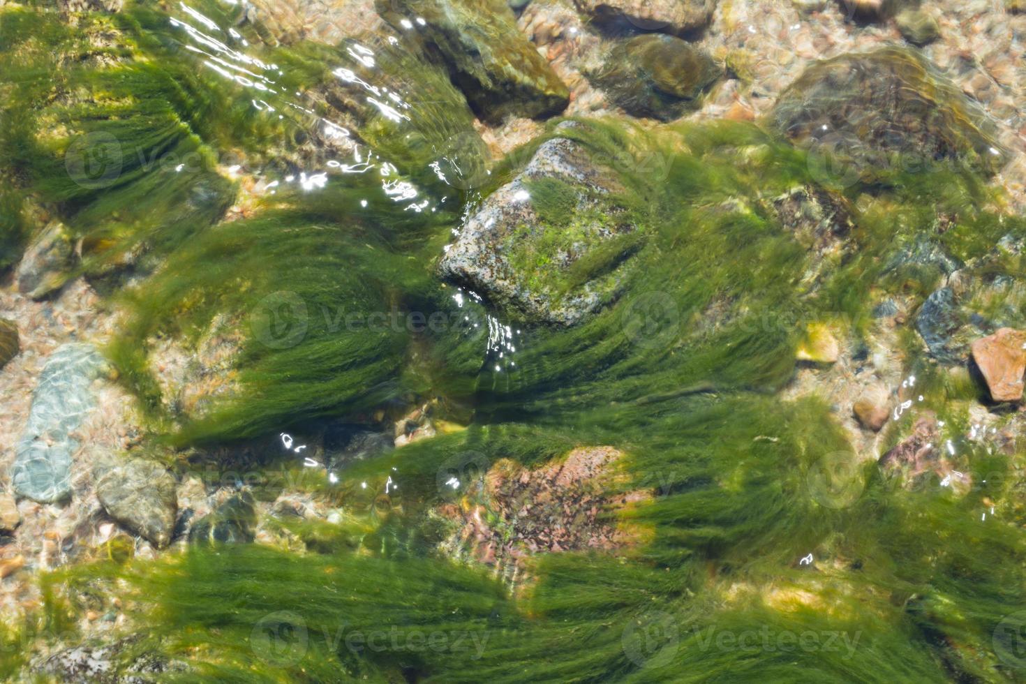 pietra e acqua fioriscono 2 foto