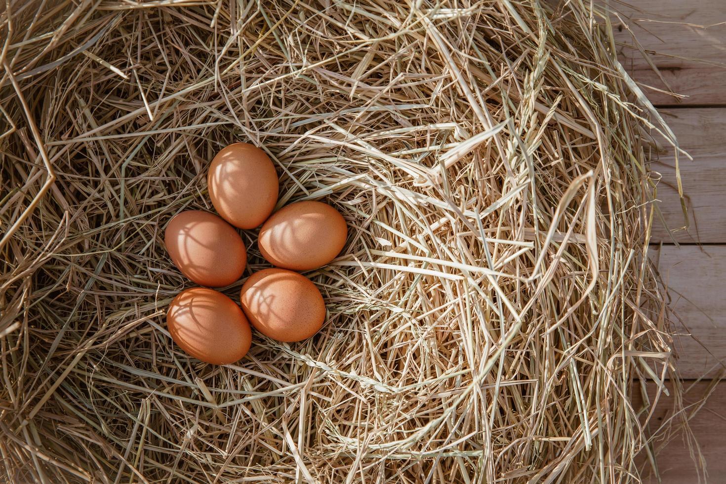 uova di gallina in un nido di pollo su paglia di riso foto