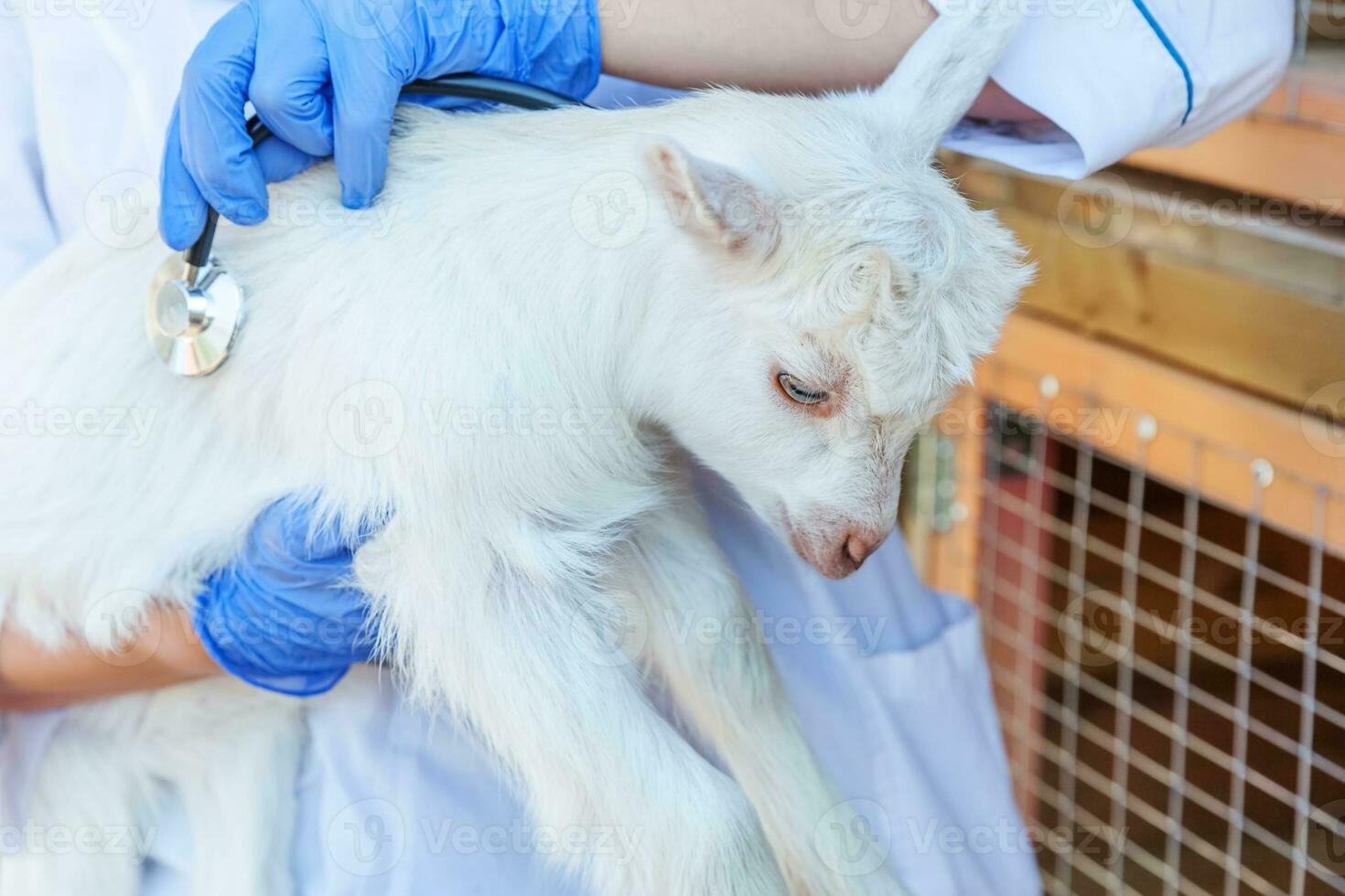 veterinario donna con stetoscopio Tenere e l'esame capra ragazzo su ranch sfondo. giovane goatling con veterinario mani per dai un'occhiata su nel naturale eco azienda agricola. animale cura e ecologico agricoltura concetto. foto