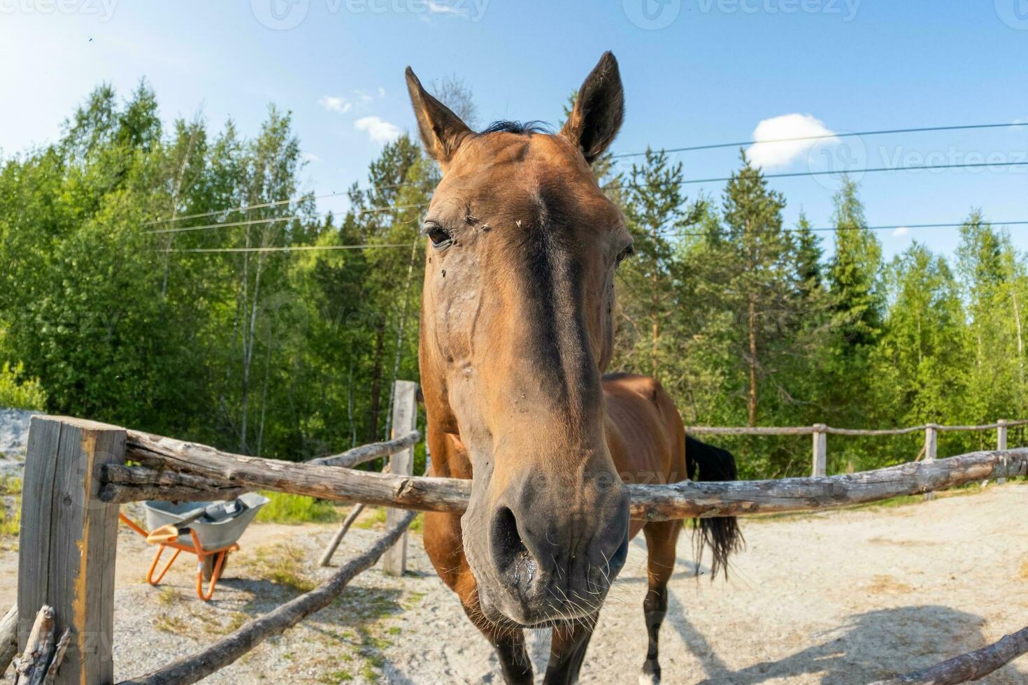 ippodromo concetto. moderno animale bestiame. Marrone cavallo stalloni nel stalla rilassante nel formazione recinto, azienda agricola campagna sfondo. cavallo nel paddock recinto per bestiame all'aperto. cavallo nel naturale eco azienda agricola. foto