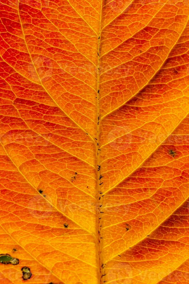 avvicinamento autunno autunno estremo macro struttura Visualizza di rosso arancia legna foglio albero foglia splendore nel sole sfondo. ispirazione natura ottobre o settembre sfondo. modificare di le stagioni concetto. foto