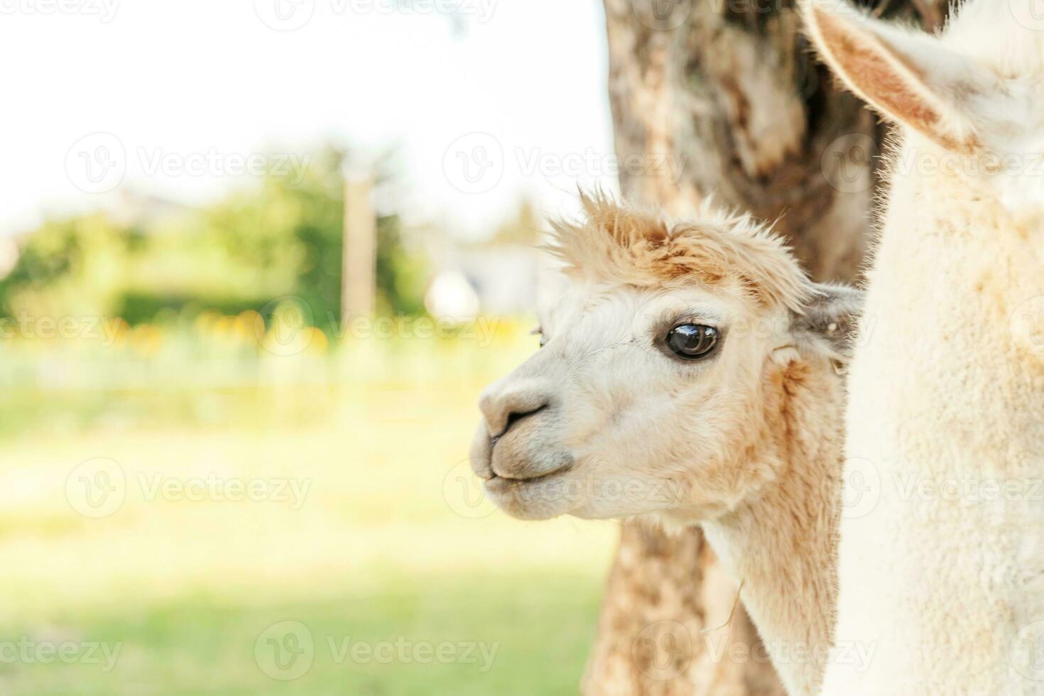 carino alpaca con faccia buffa che si rilassa nel ranch in una giornata estiva. alpaca domestici che pascolano sui pascoli nello sfondo naturale della campagna dell'azienda agricola ecologica. cura degli animali e concetto di agricoltura ecologica foto