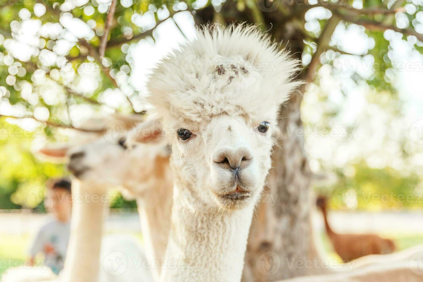 carino alpaca con faccia buffa che si rilassa nel ranch in una giornata estiva. alpaca domestici che pascolano sui pascoli nello sfondo naturale della campagna dell'azienda agricola ecologica. cura degli animali e concetto di agricoltura ecologica foto