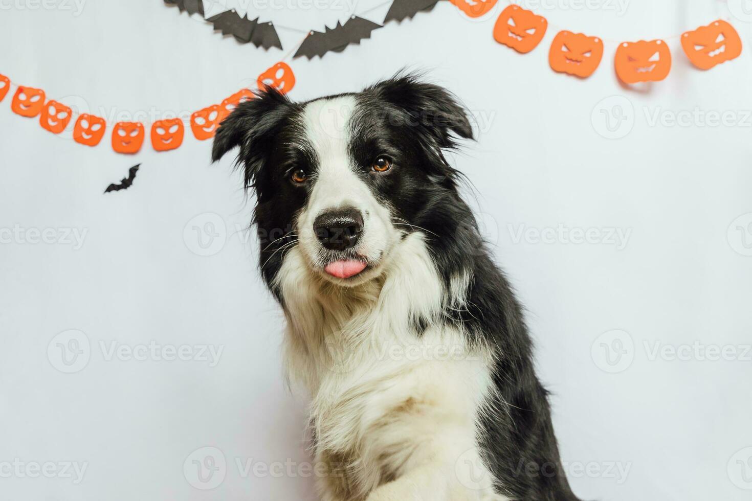 concetto di dolcetto o scherzetto. divertente cucciolo di cane border collie su sfondo bianco con decorazioni di ghirlanda di halloween. preparazione per la festa di halloween. foto