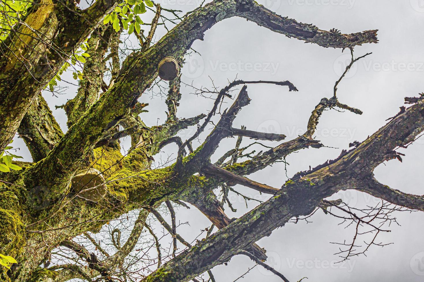 albero morto pieno di funghi di muschio parco nazionale dei laghi di Plitvice. foto