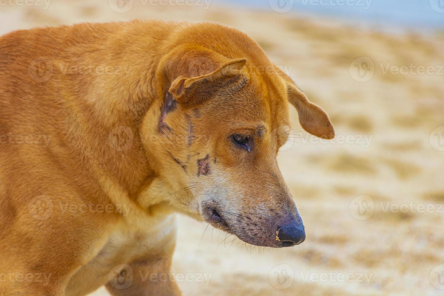 cane randagio triste e affamato sulla spiaggia thailandia. foto