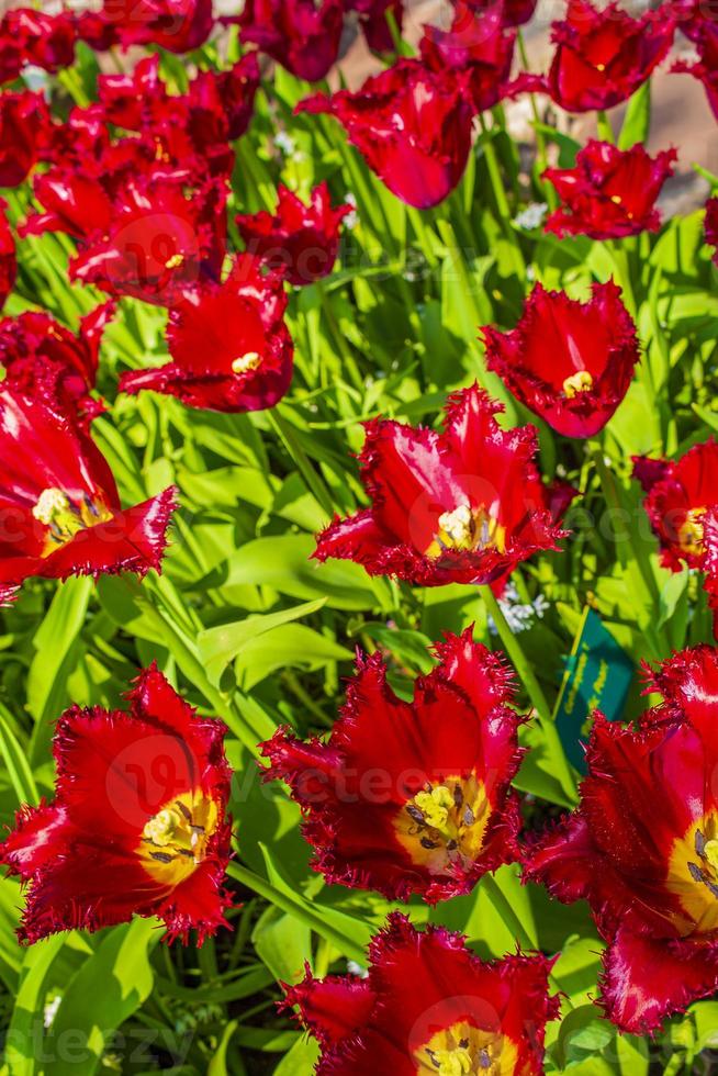 tulipani colorati narcisi nel parco keukenhof lisse olanda paesi bassi. foto