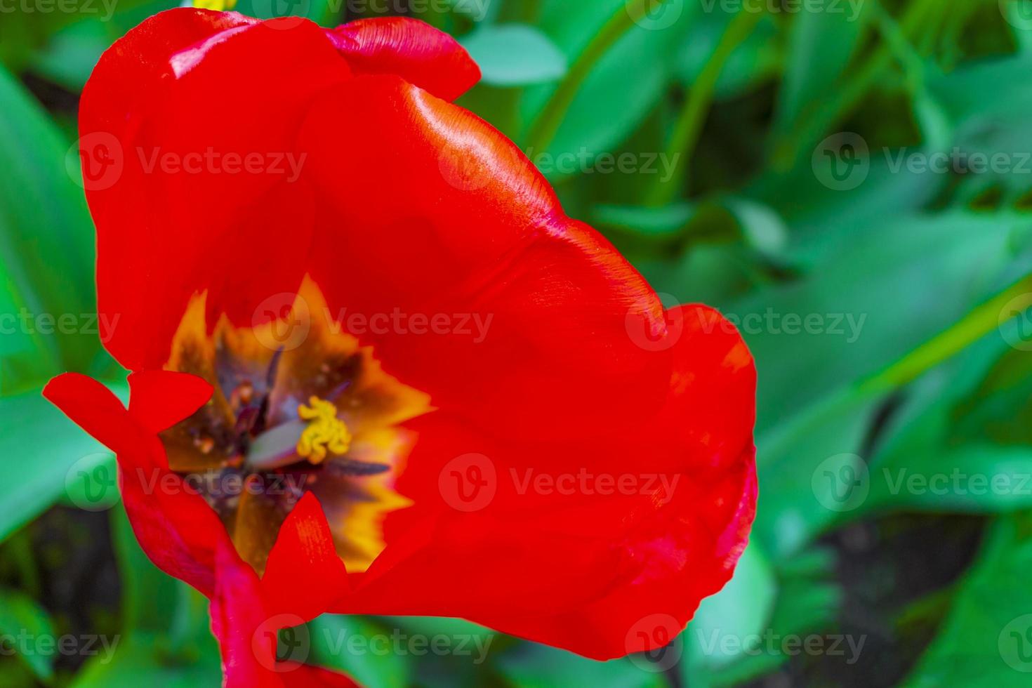 molti tulipani colorati narcisi keukenhof lisse holland paesi bassi. foto