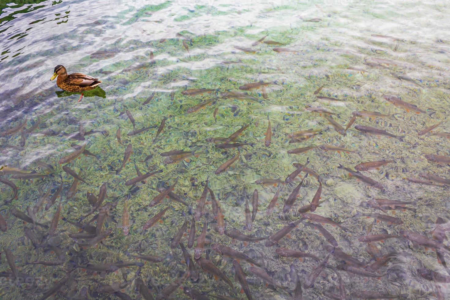 anatre pesce acqua turchese parco nazionale dei laghi di plitvice croazia. foto