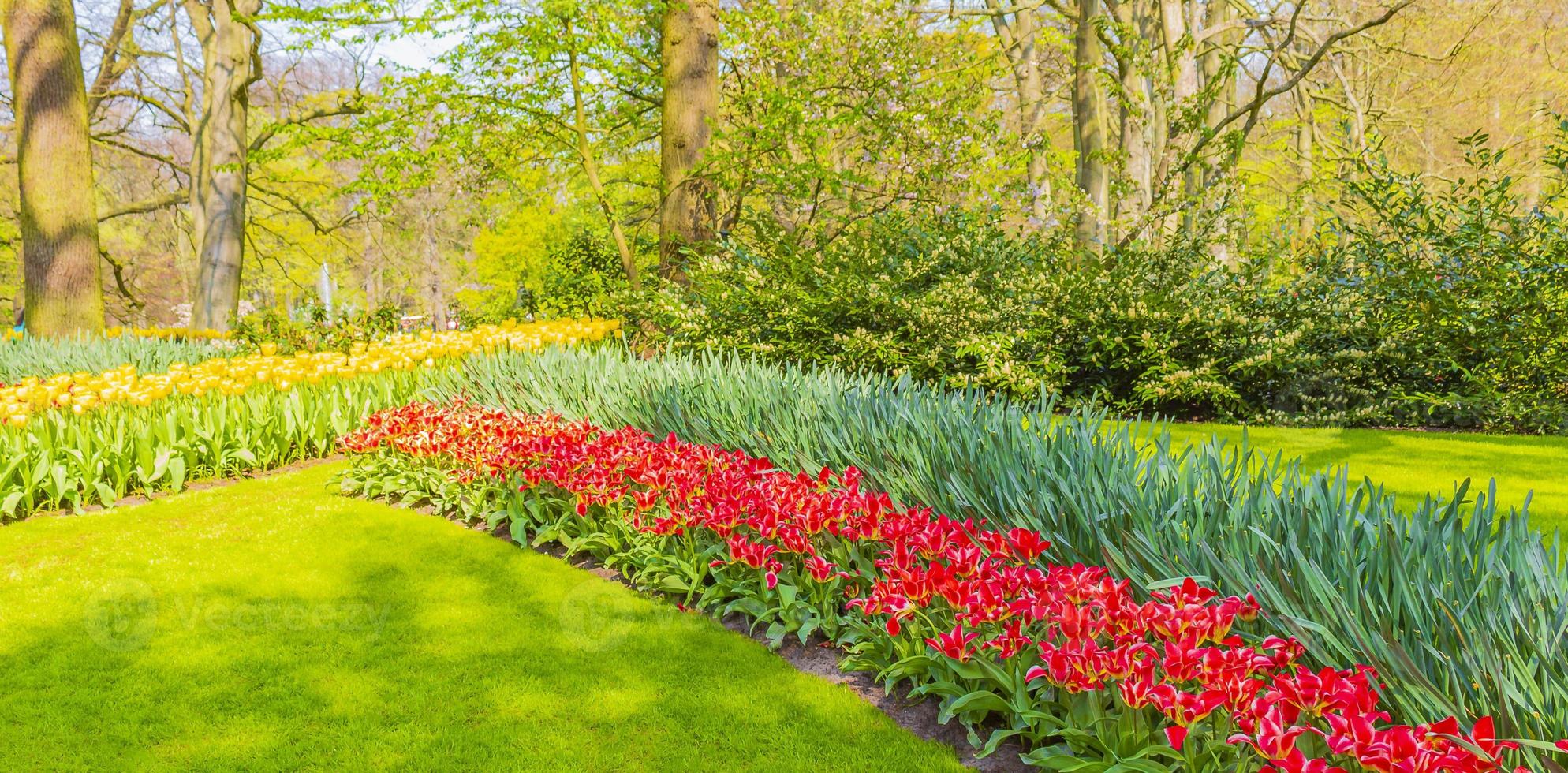 tulipani colorati narcisi nel parco keukenhof lisse olanda paesi bassi. foto