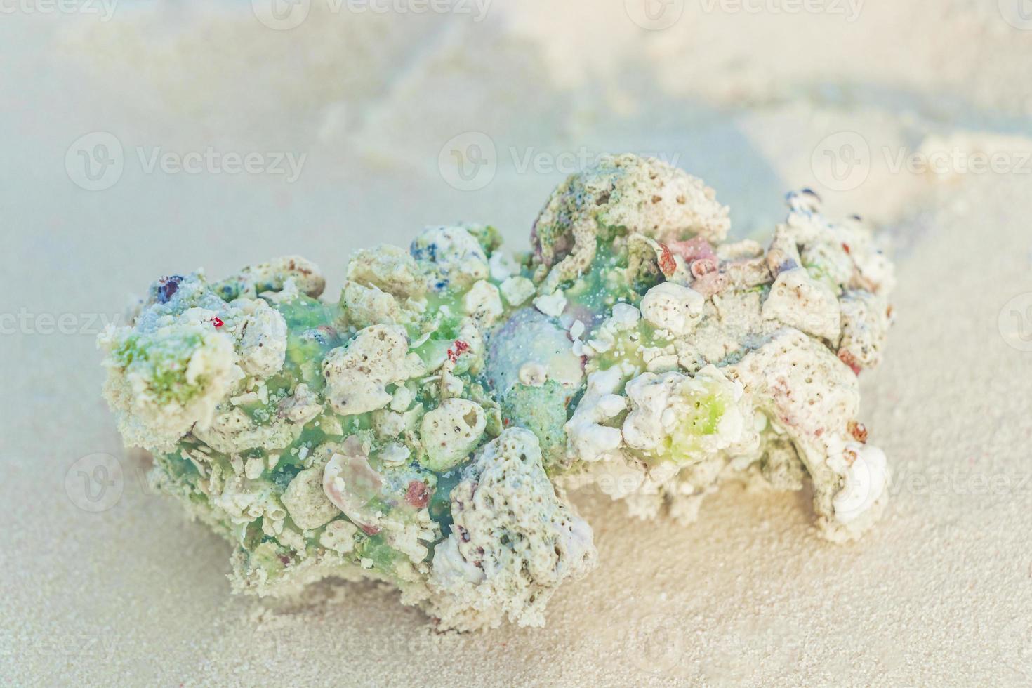 coralli e conchiglie di sabbia bianca della spiaggia sull'atollo di Rasdhoo alle Maldive. foto