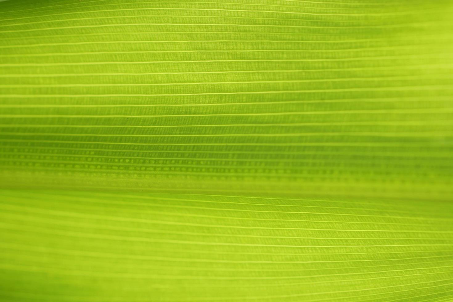 foglia di banana, sfondo trama, foglia verde foto