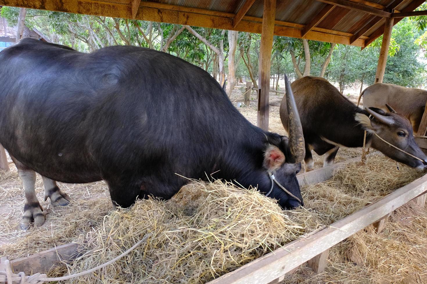 grande bufalo in fattoria foto