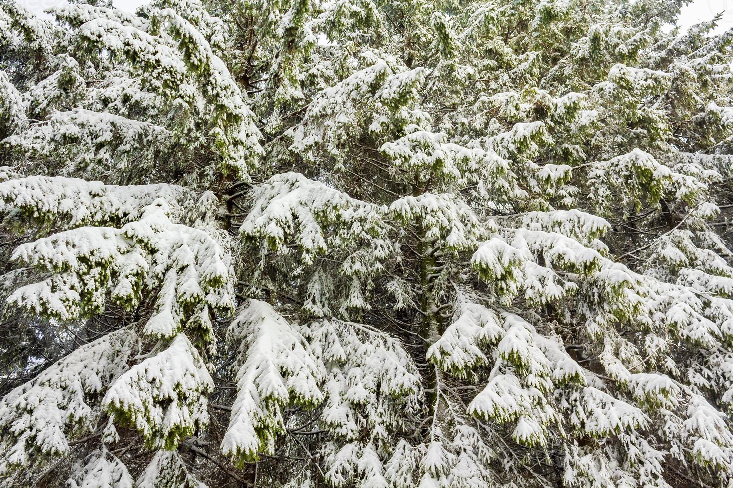 paesaggio forestale invernale nella montagna Brocken, Harz, Germania foto