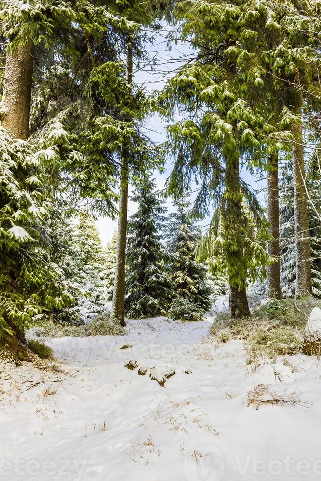 paesaggio forestale invernale nella montagna Brocken, Harz, Germania foto