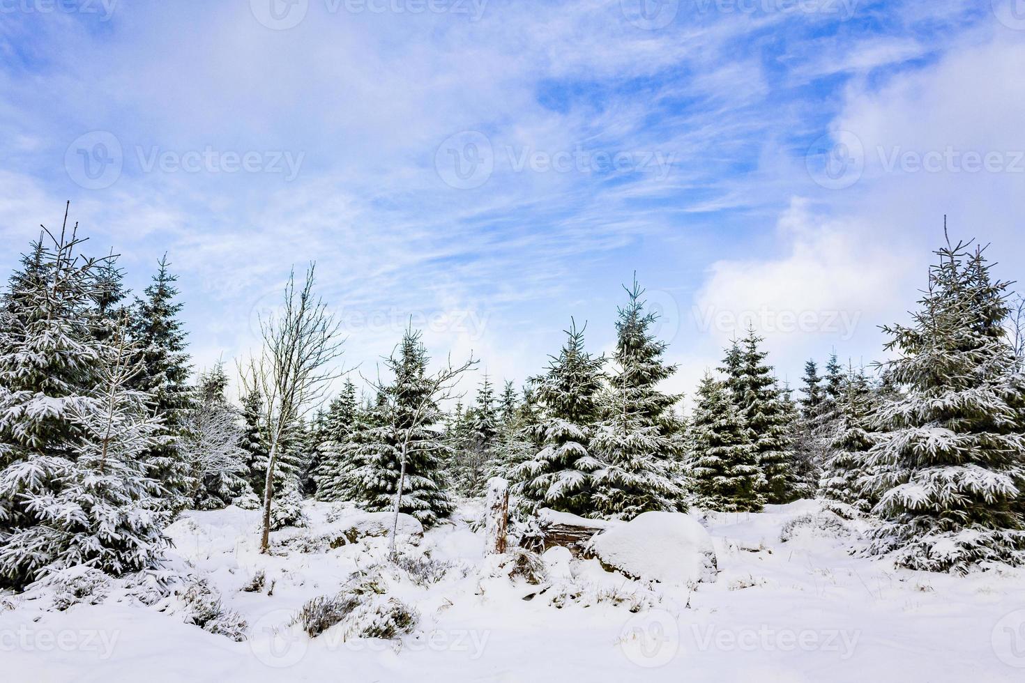 alberi coperti di neve nella montagna brocken, montagne harz, germania foto