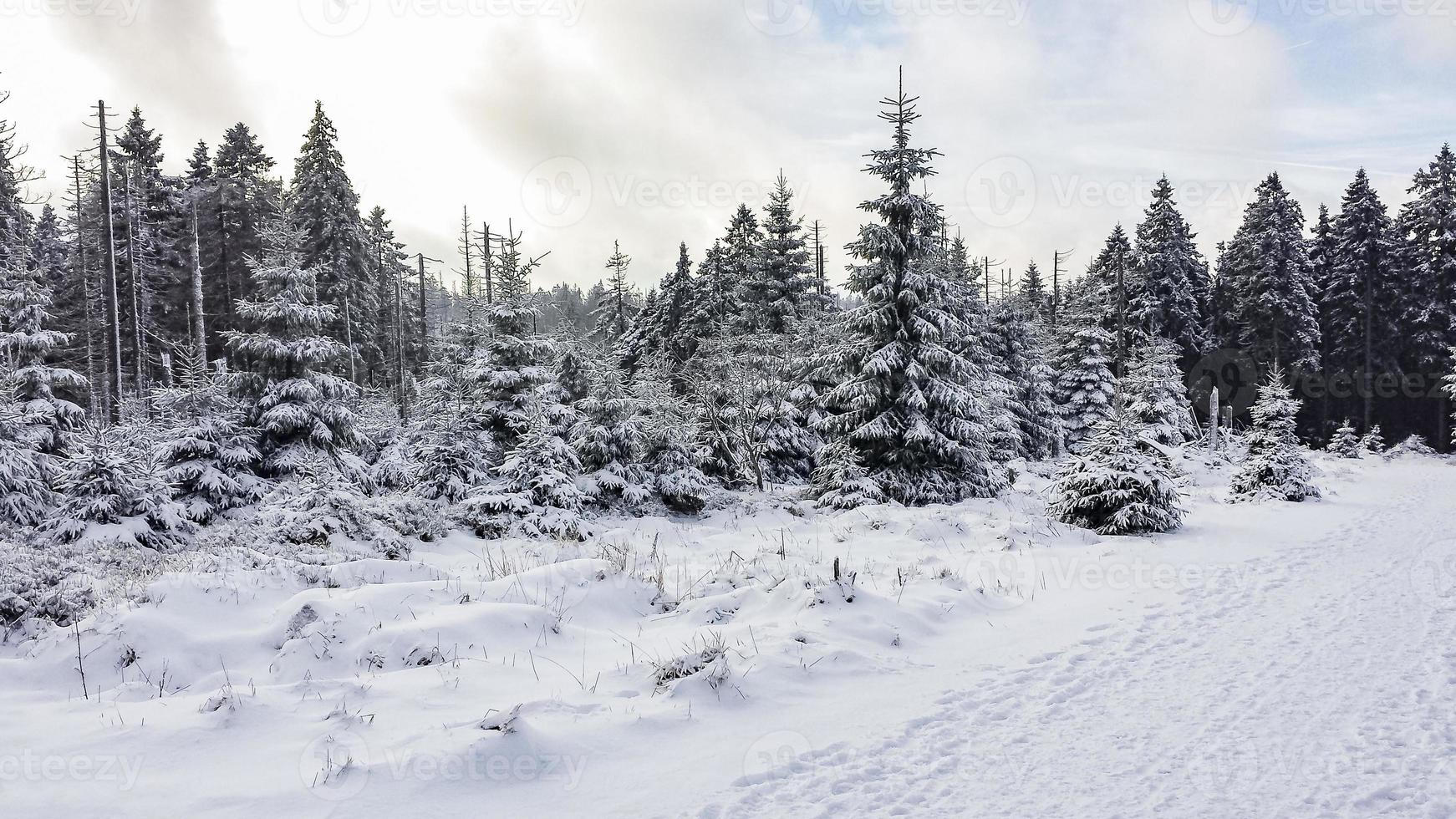 alberi coperti di neve nella montagna brocken, montagne harz, germania foto