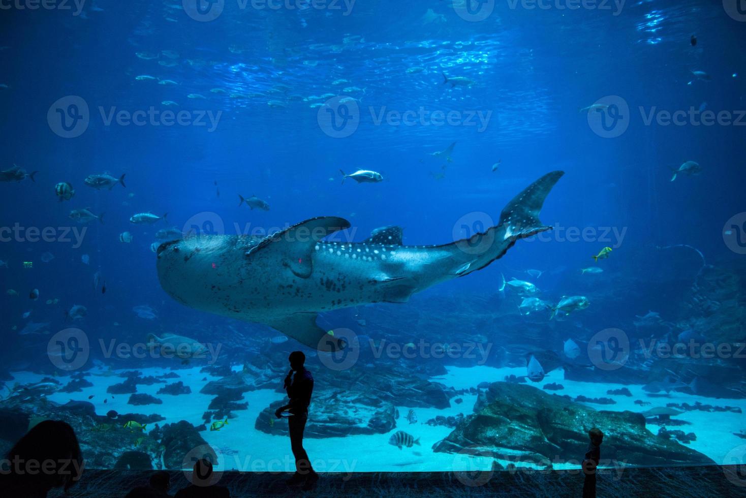 pesci in acquario foto