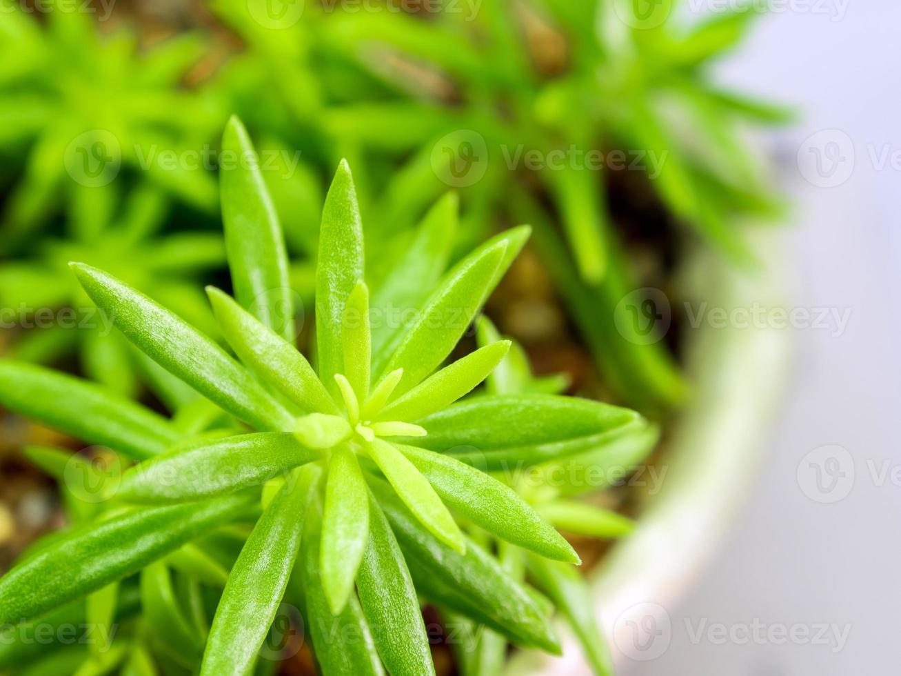 pianta succulenta stonecrop, foglie fresche dettaglio di sedum angelina foto