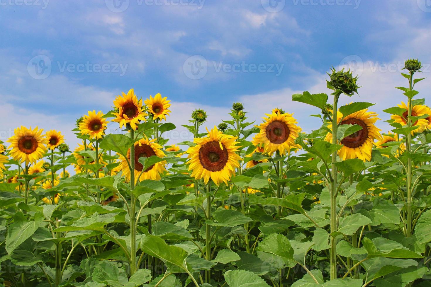 un campo di girasoli foto