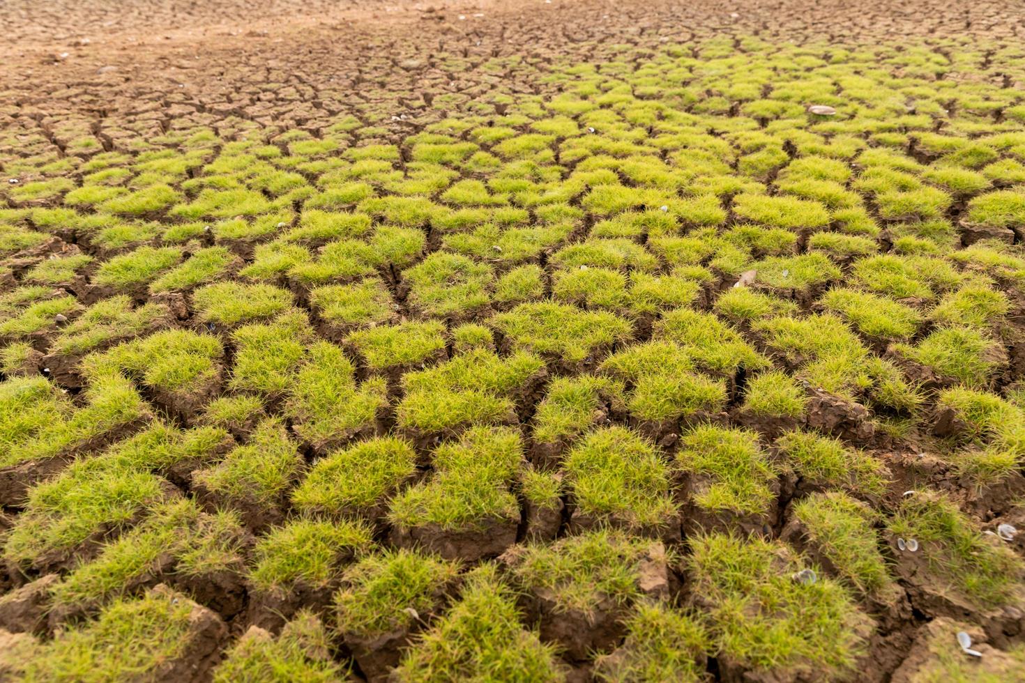 la terra con il terreno arido e il riscaldamento globale coperto d'erba foto