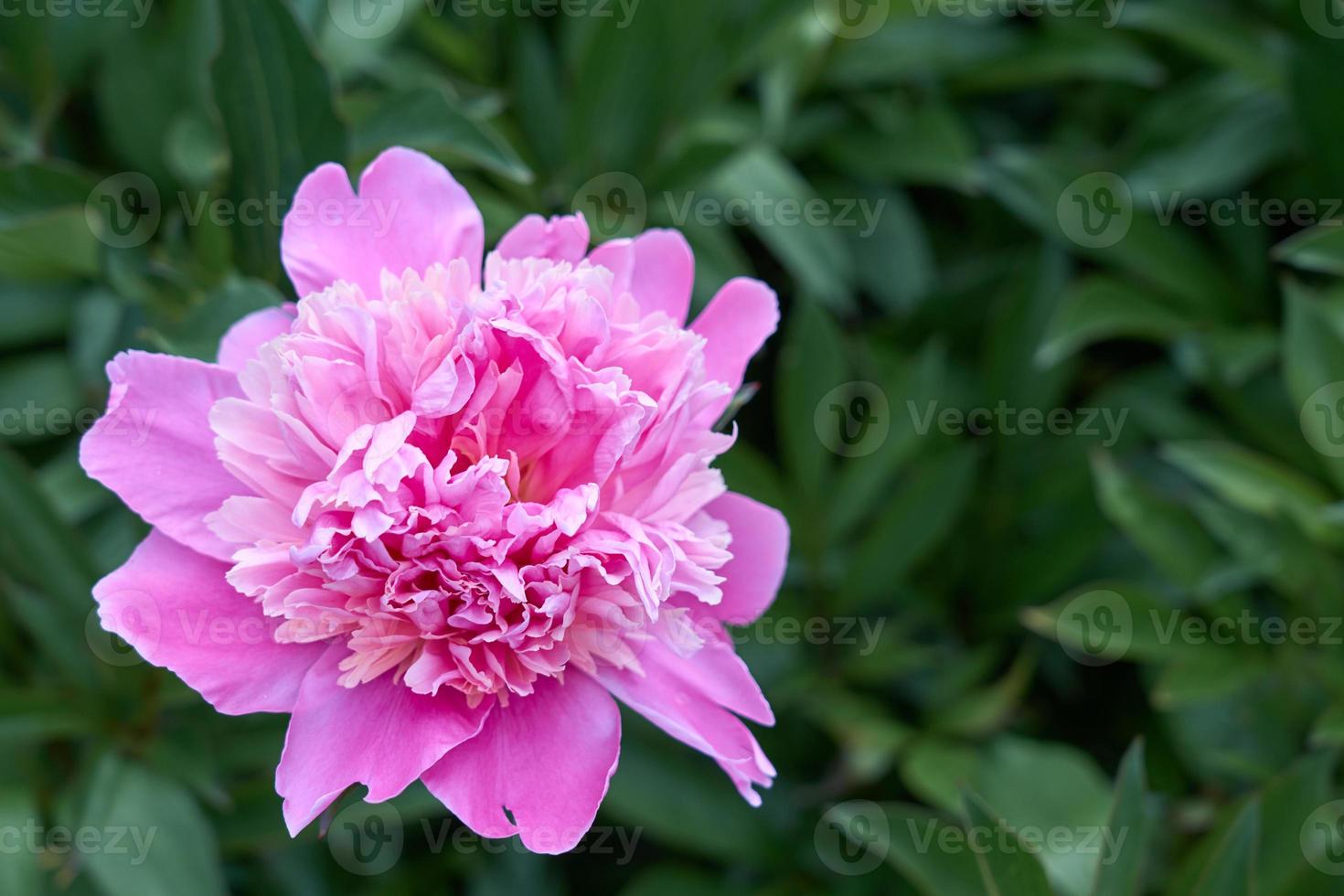 peonia fiore rosa sullo sfondo dell'erba verde. foto