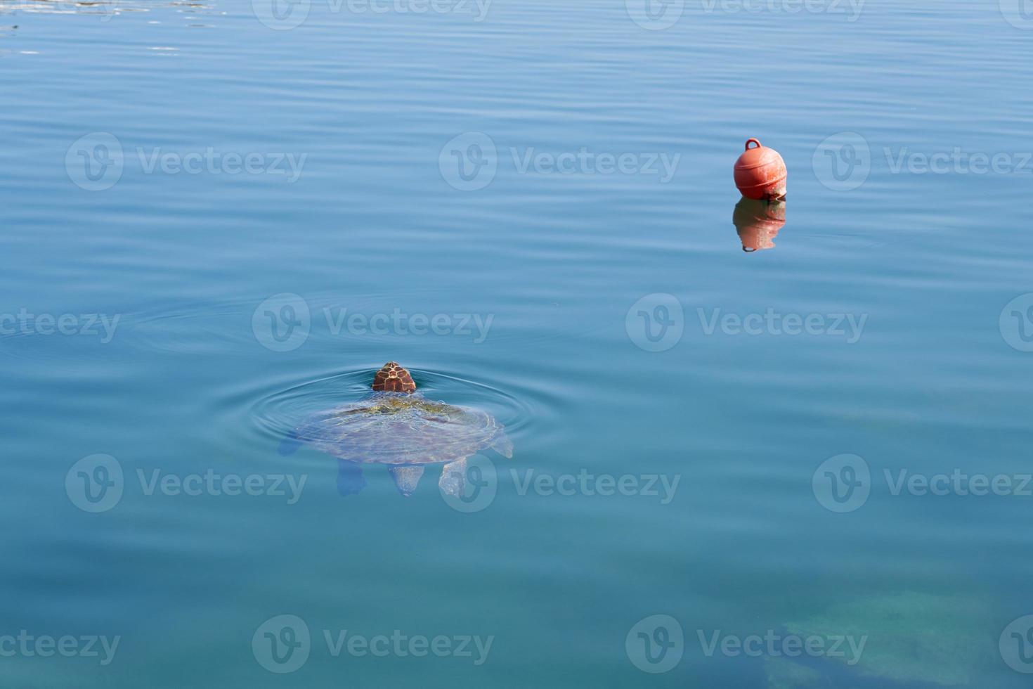 la tartaruga marina nuota nell'acqua di mare tropicale. foto