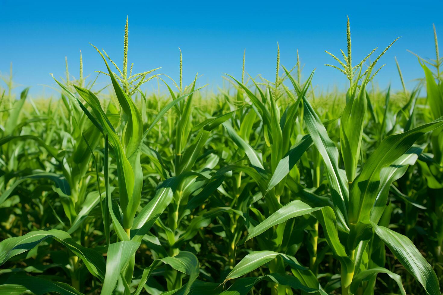 Immagine di un' lussureggiante Mais campo ai generativo foto