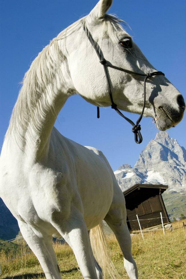 un' bianca cavallo in piedi nel un' campo foto