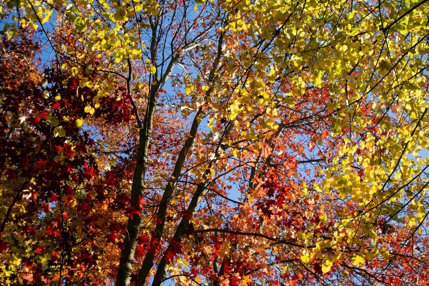 il colori di acero le foglie nel autunno foto