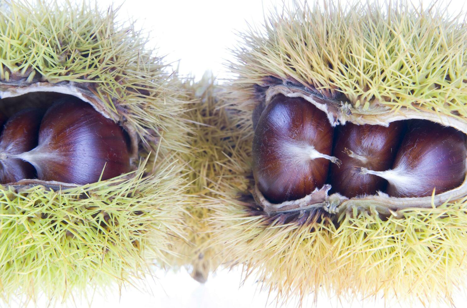 un' gruppo di castagne su un' bianca sfondo foto